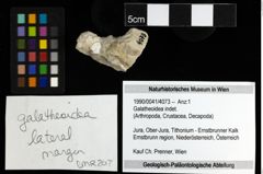 Foto (Objekt + Etiketten) von Galatheoidea indet. 